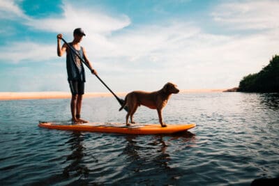 bringing your pet to costa rica