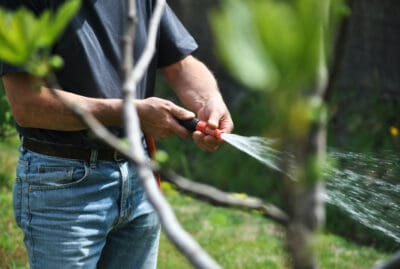 9 Tips for a Pest-Free Garden in Costa Rica