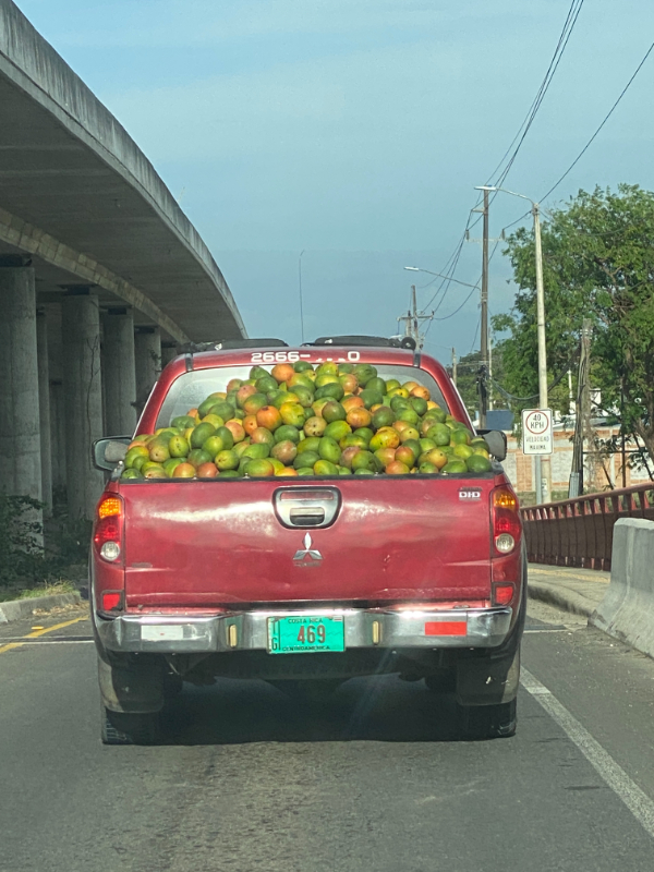 many mangoes in pick up truck