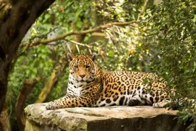 The Exotic Wildlife of Costa Rica: Top 5 Zoos You Must Visit