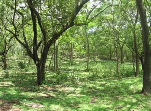 85.5 Hectares Close to Tamarindo - Playa Tamarindo, CR