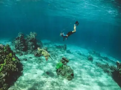 A Guide to Playa Flamingo’s Wildlife