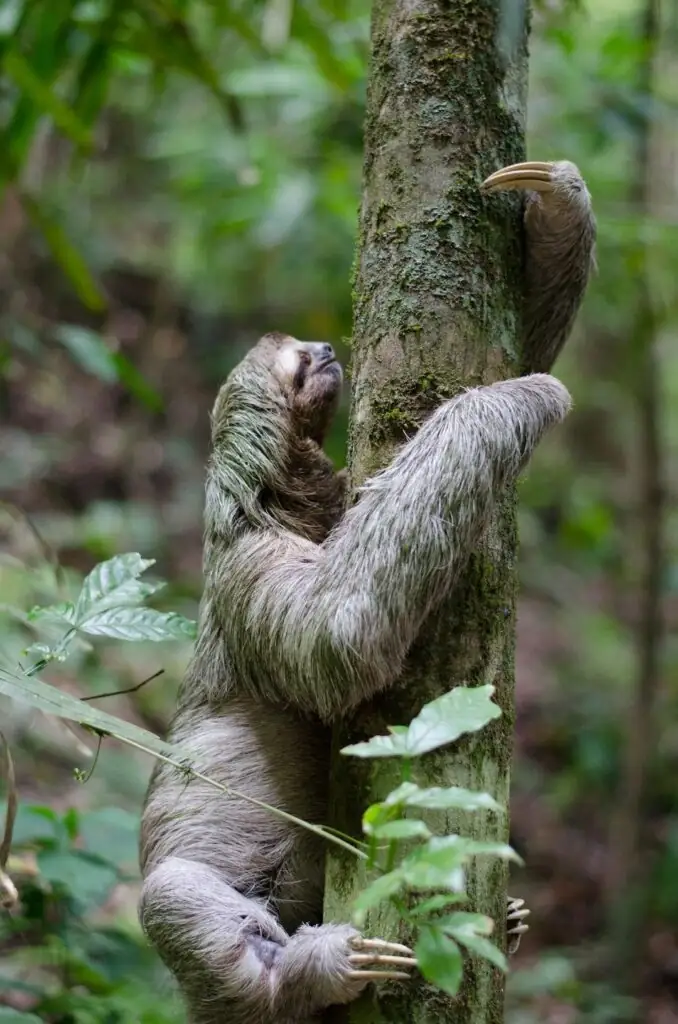 Flamingo_Beach_Realty_Costa_Rica_Sloths