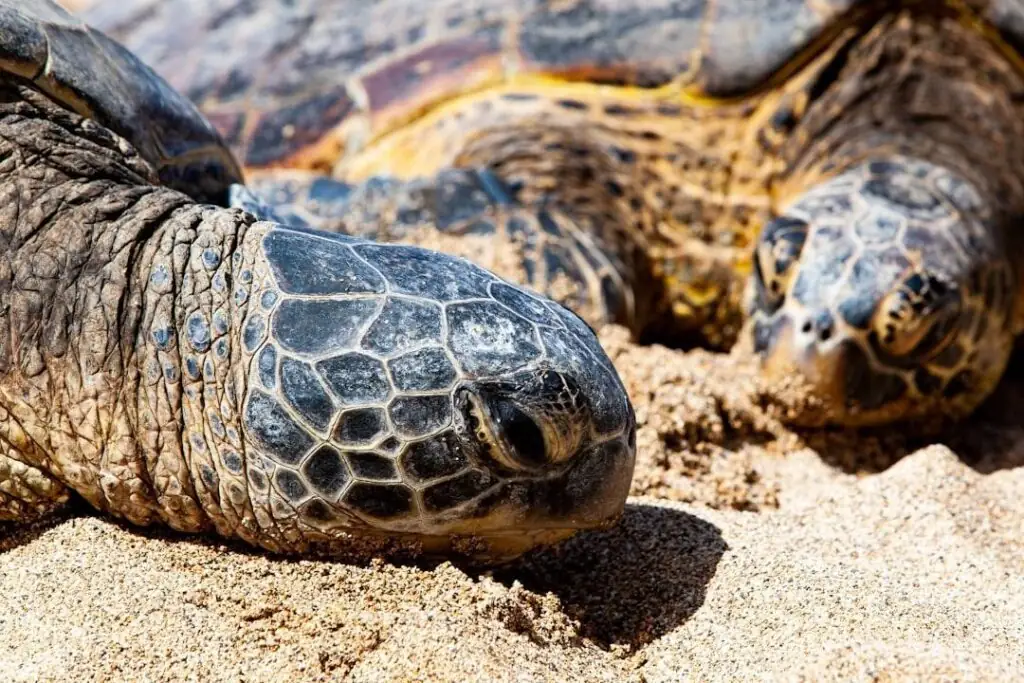 Flamingo_Beach_Realty_Costa_Rica_Tutles