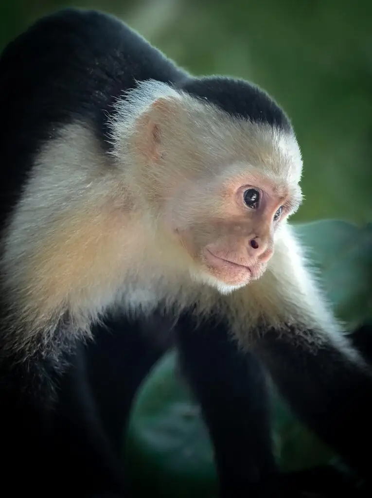 Flamingo_Beach_Realty_Costa_Rica_Monkey