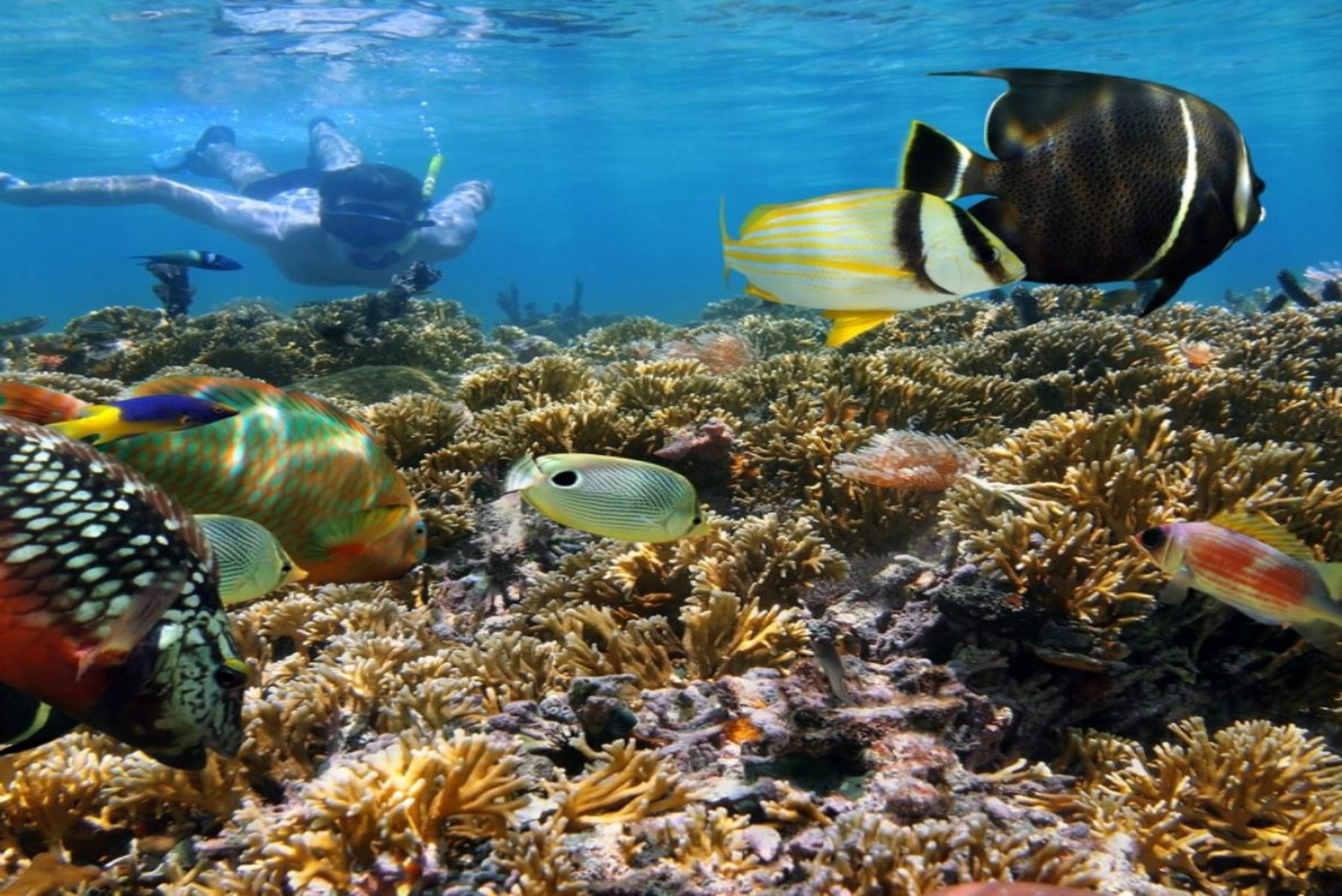 marine life near Playas del Coco Costa Rica