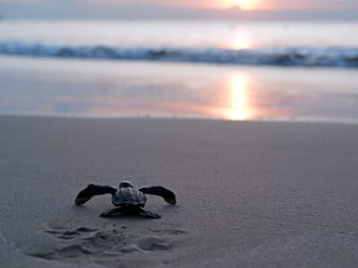 Baby sea turtle crawling toward the surf at sunset, Las Baulas National Marine Park
