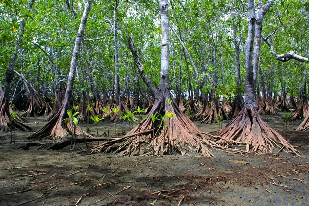 Mangrove roots in the Las Baulas estuary near Playa Grande