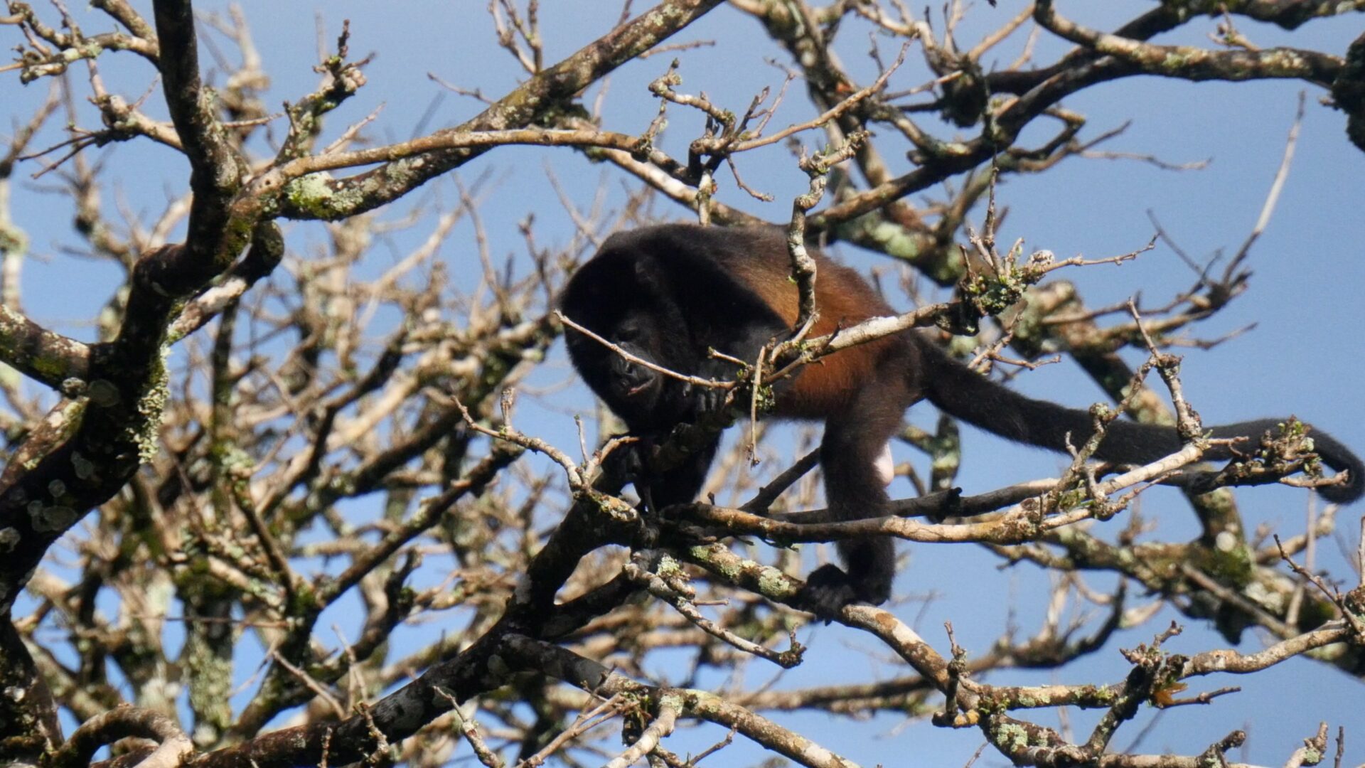 Howler monkey at Corozalito