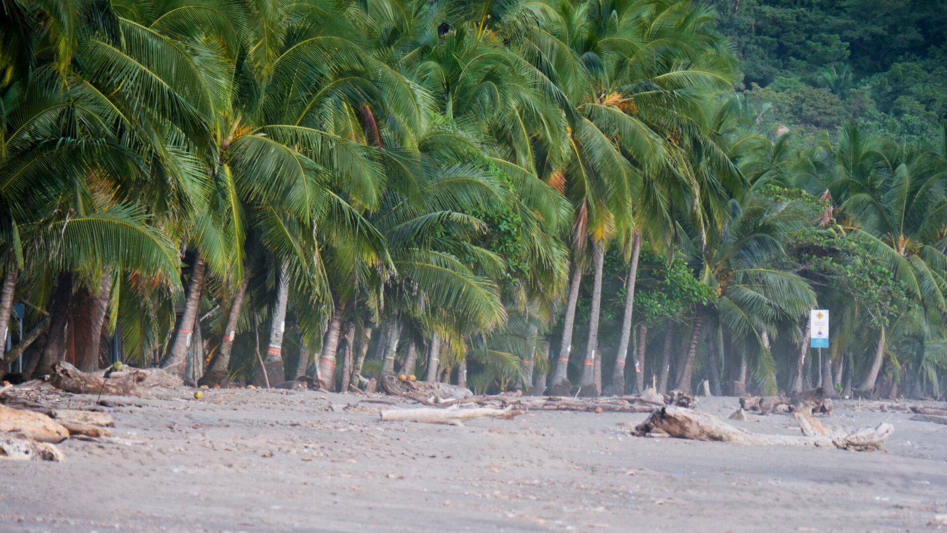Palm-lined Playa Corozalito