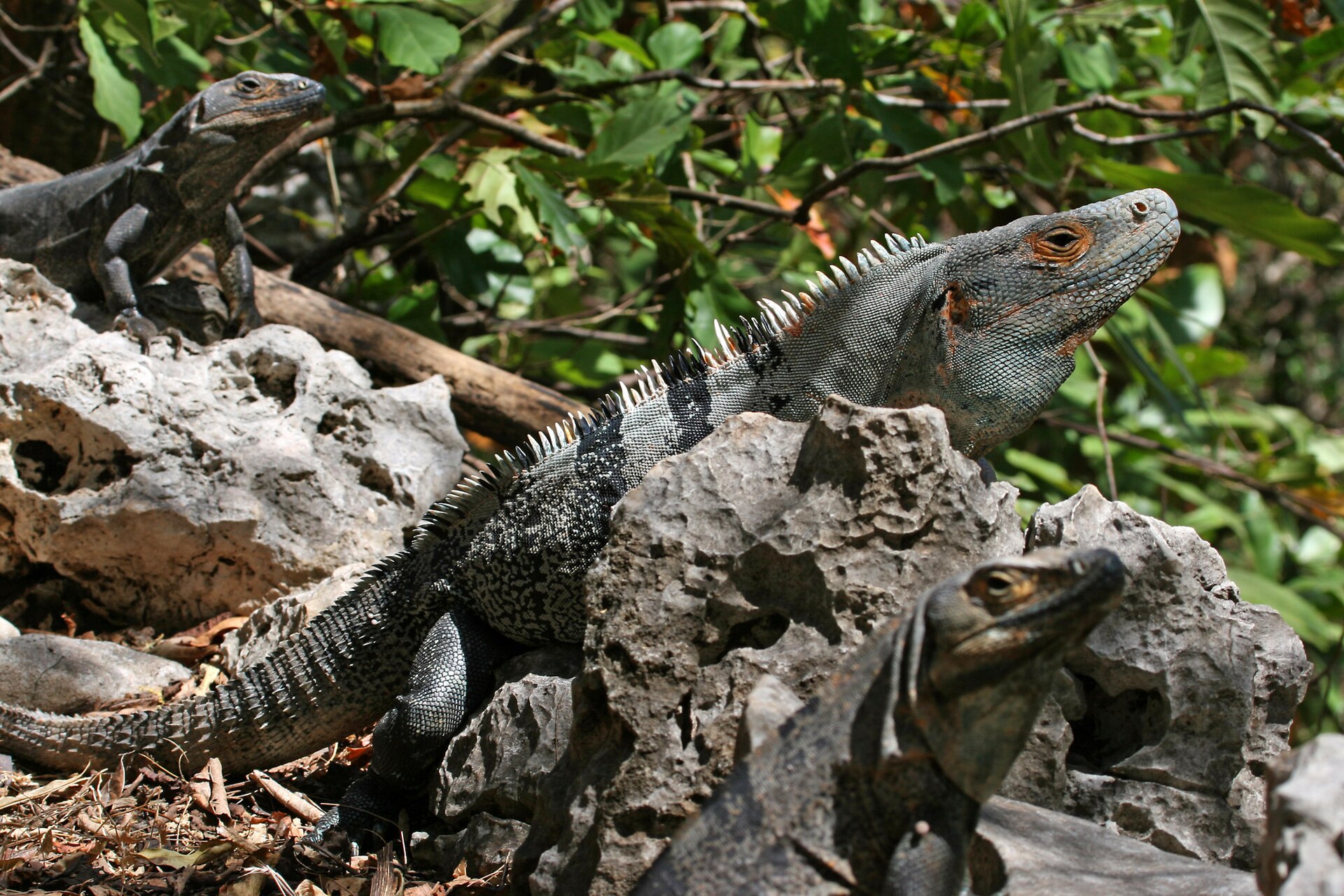 Garrobo, the black spiny-tailed iguana (Ctenosaura similis), basking on rocks