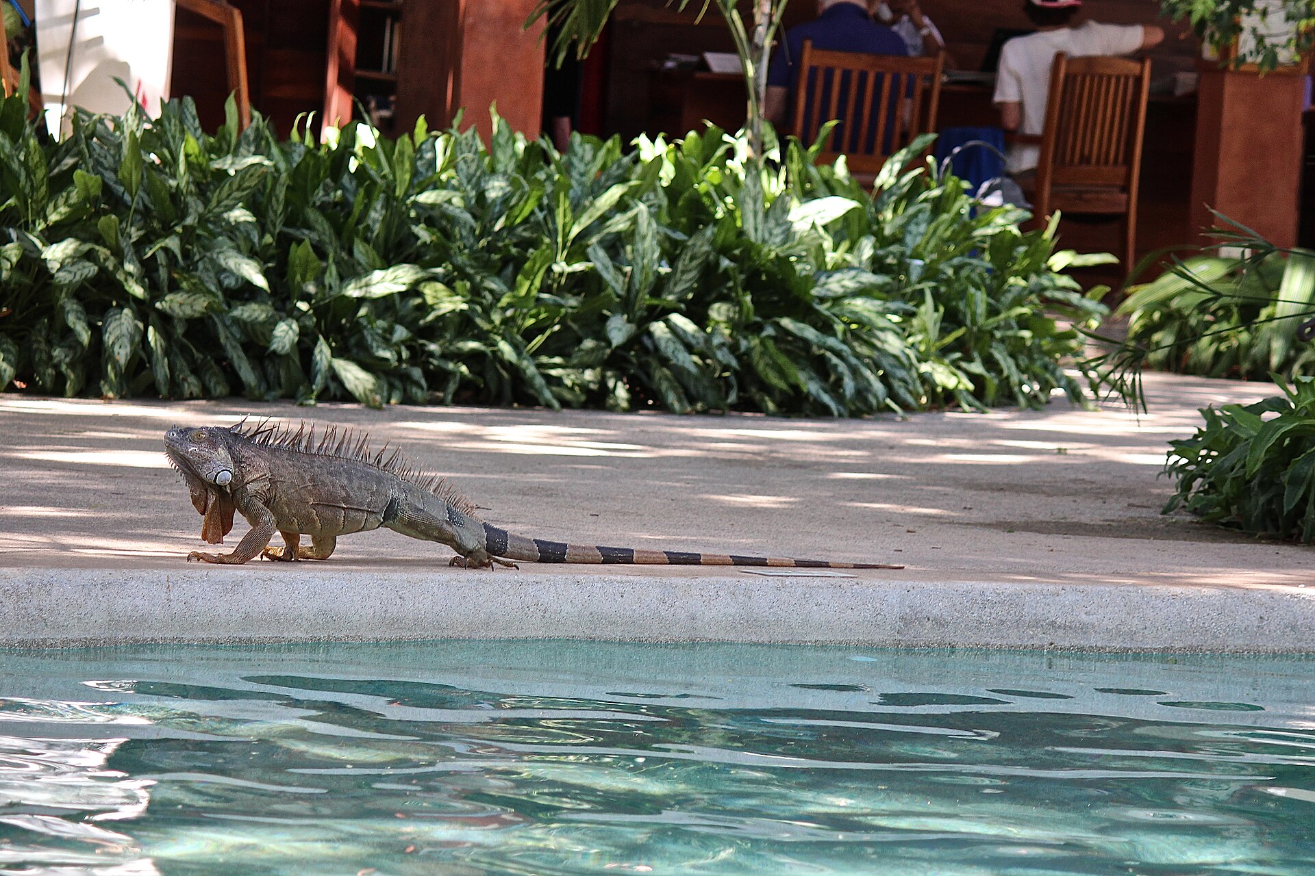 Green iguana resting beside a swimming pool at a home in Costa Rica