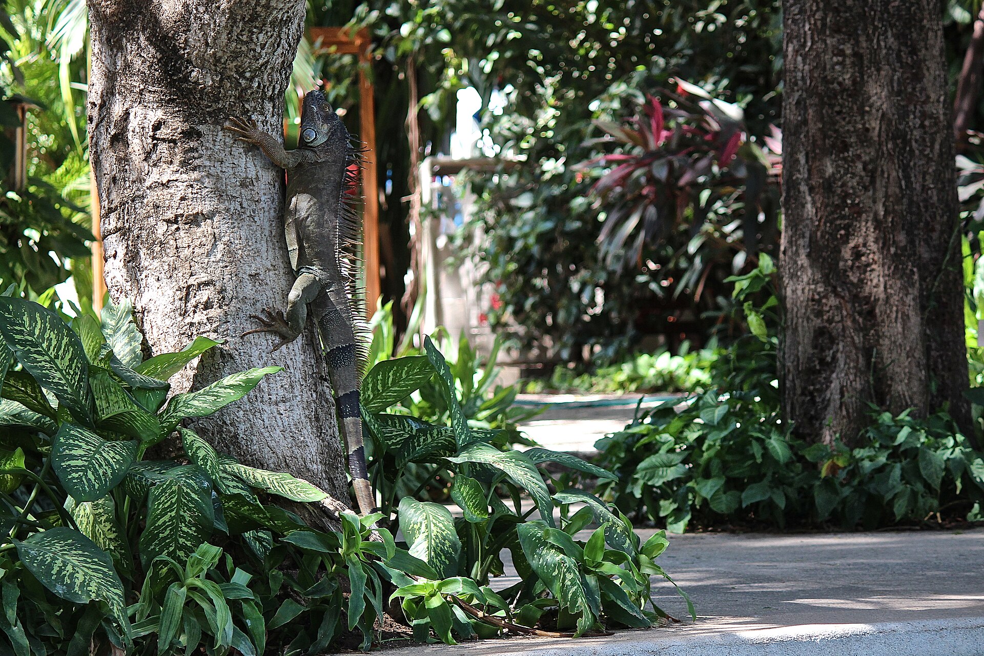 Green iguana on a garden path among tropical plants in Costa Rica